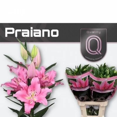 Svazek 10 orientálních lilií PRAIANO