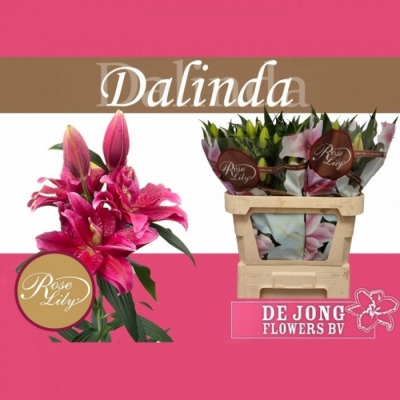 Svazek 10 orientálních lilií ROSELILY DALINDA 80cm