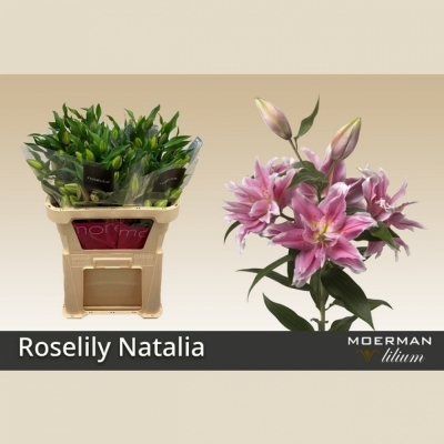 Svazek 10 lilií roselily NATALIA 60cm