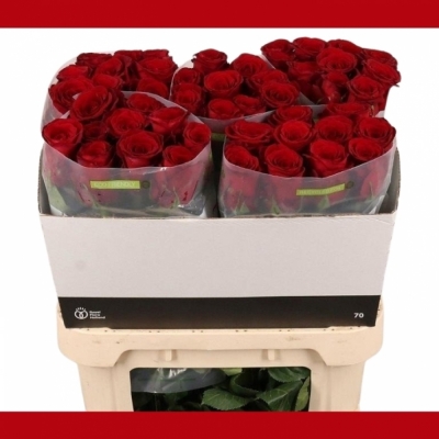 Svazek 10 rudých růží RED BENTLEY 80cm (XL)