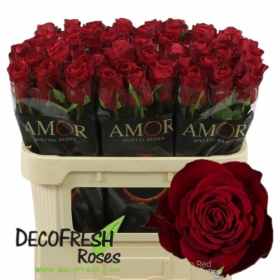 Svazek 10 rudých růží RHODOS 60cm (XL)