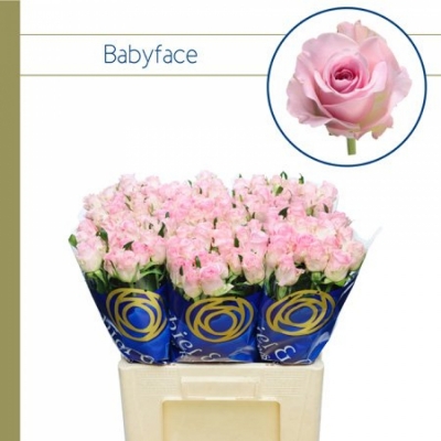 Svazek 20 růží BABYFACE 60cm (S)