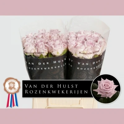 Svazek 10 růží BOUNTY WAY 40cm (XL)