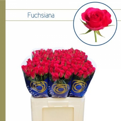 Svazek 20 růží FUCHSIANA 60cm (M)