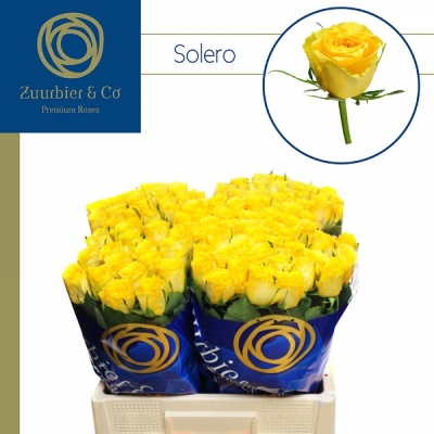 Svazek 20 růží SOLERO 60cm (M)