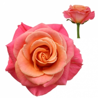 Svazek 10 růžových růží MISS PIGGY 70cm (L)