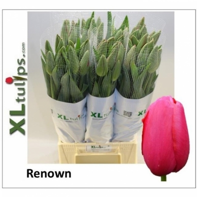 Svazek 10 růžových tulipánů XXL EN RENOWN