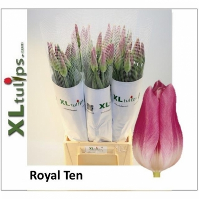 Svazek 10 růžových tulipánů XXL EN ROYAL TEN