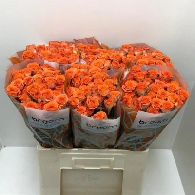 Svazek 10 trsových růží ARIYA 60cm