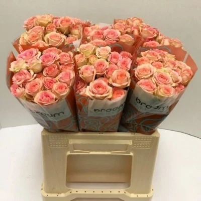 Svazek 10 trsových růží AZORE 40cm