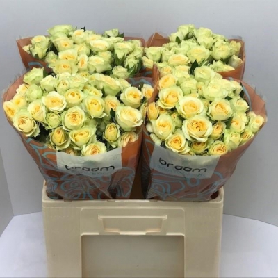 Svazek 10 trsových růží BANDOLERO 40cm