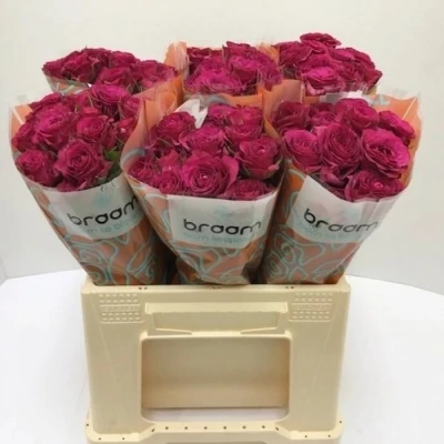 Svazek 10 trsových růží CHEYENNE 60cm