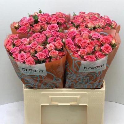 Svazek 10 trsových růží CHIMO 40cm