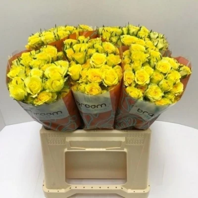 Svazek 10 trsových růží DAYLIGHT 40cm