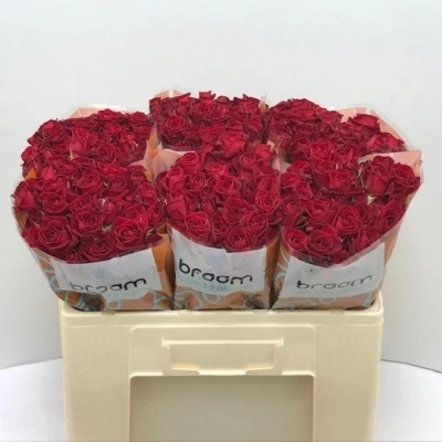 Svazek 10 trsových růží DOMINICA 60cm