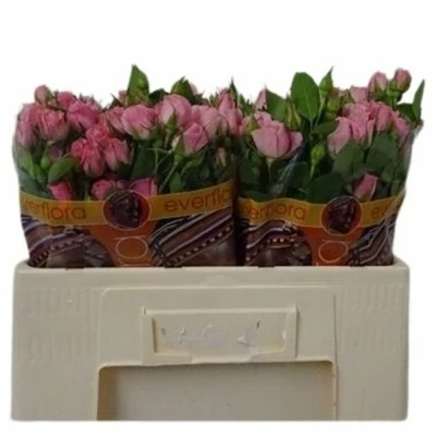 Svazek 10 trsových růží EILEEN 40cm