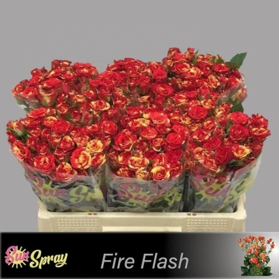 Svazek 10 trsových růží FIRE FLASH 50cm