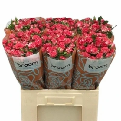 Svazek 10 trsových růží FIREWORKS 60cm