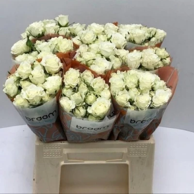 Svazek 10 trsových růží ICE FLOW 40cm