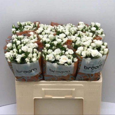 Svazek 10 trsových růží JEANINE 40cm