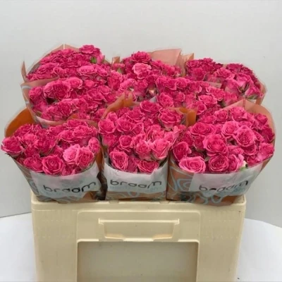 Svazek 10 trsových růží LIANNE