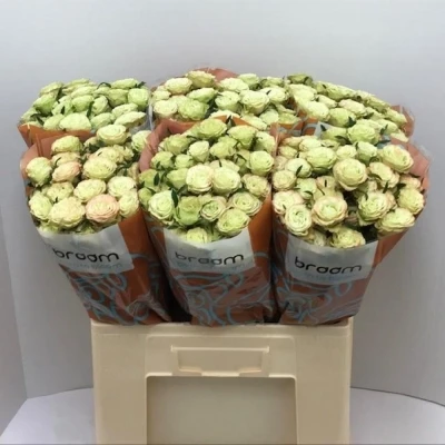 Svazek 10 trsových růží LIMOUSINE 50cm