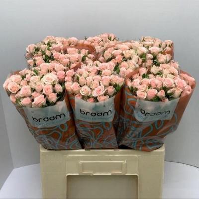 Svazek 10 trsových růží LYDIA 40cm