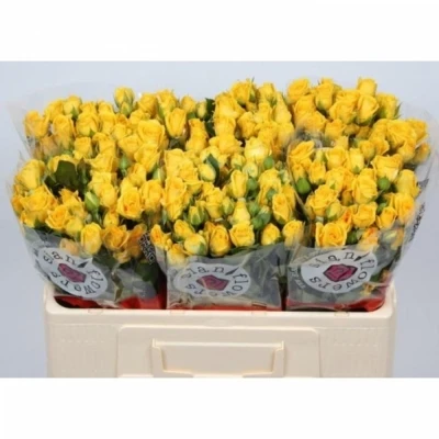 Svazek 10 trsových růží MARISA 50cm