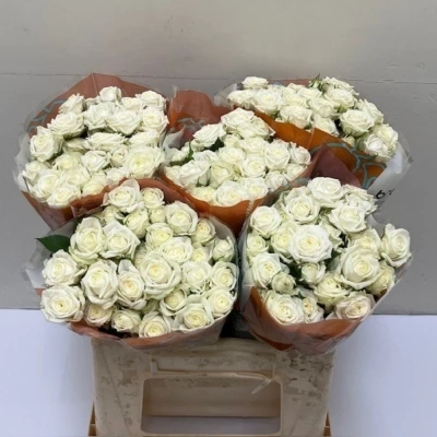 Svazek 10 trsových růží MILKY WAY 60 cm