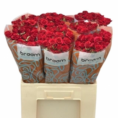 Svazek 10 trsových růží MIRABEL 50cm