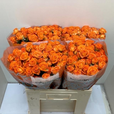 Svazek 10 trsových růží ORANGE DIMENSION 40cm