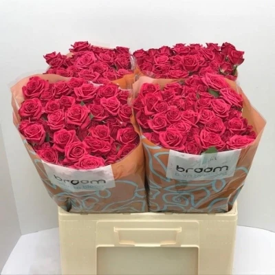 Svazek 10 trsových růží QUINCY 40cm