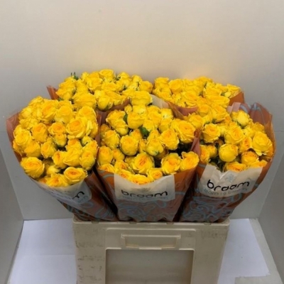 Svazek 10 trsových růží RAMONA 40cm