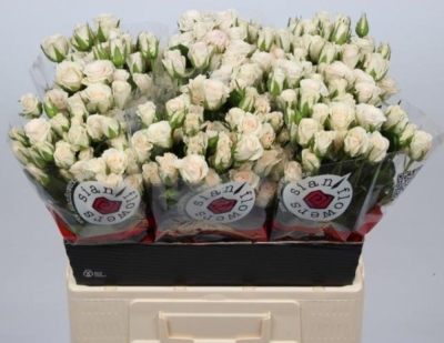 Svazek 10 trsových růží ROYAL PORCELINA 50cm