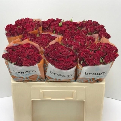 Svazek 10 trsových růží RUBICON 50cm