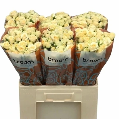 Svazek 10 trsových růží SALINERO 40cm