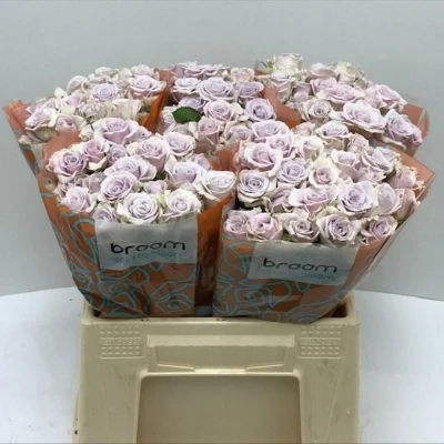 Svazek 10 trsových růží SILVER SHADOW 60cm