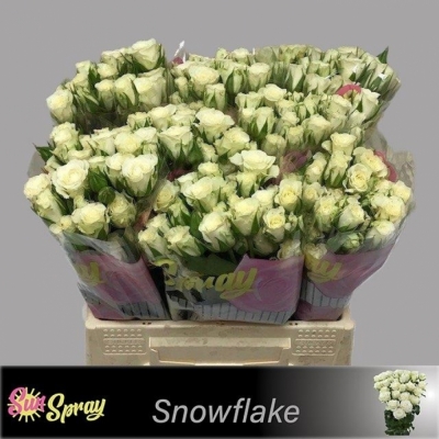 Svazek 10 trsových růží SNOWFLAKE 40cm