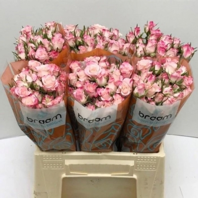 Svazek 10 trsových růží SPEAKING BLOSSOMS 40cm
