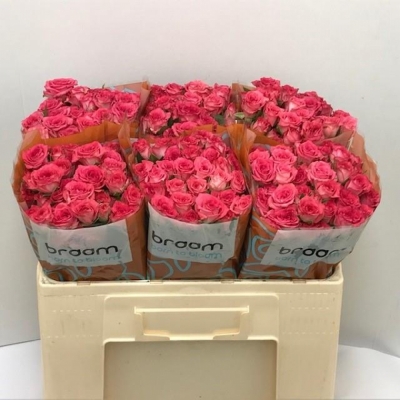 Svazek 10 trsových růží SWEET JULIA 40cm