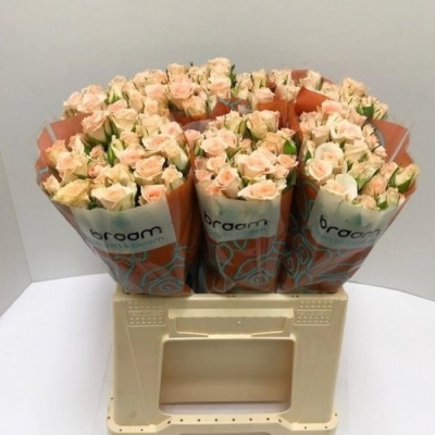 Svazek 10 trsových růží SWEET SARA 40cm