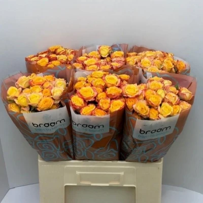 Svazek 10 trsových růží TAHITI 50cm