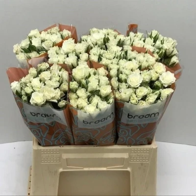 Svazek 10 trsových růží VIVIANE! 40cm