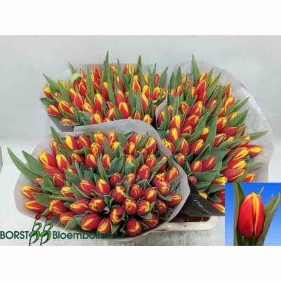 Svazek 10 žíhaných tulipánů EN TARZAN