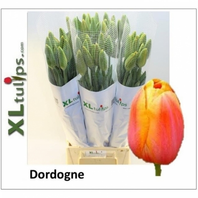 Svazek 10 žíhaných tulipánů XXL EN DORDOGNE