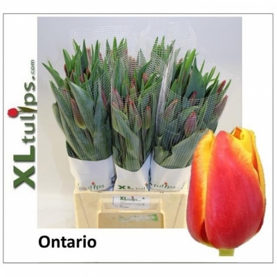 Svazek 10 žíhaných tulipánů XXL EN ONTARIO