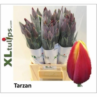 Svazek 10 žíhaných tulipánů XXL EN TARZAN