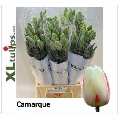 Svazek 10 žíhaných tulipánů XXL EN CAMARGUE