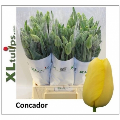 Svazek 10 žlutých tulipánů XXL EN CONCADOR