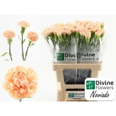 Svazek 20 jednokvětých karafiátů  NOVIADO